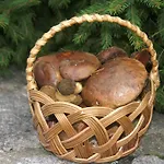 Czajka